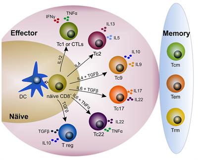 New Insights on CD8+ T Cells in Inflammatory Bowel Disease and Therapeutic Approaches